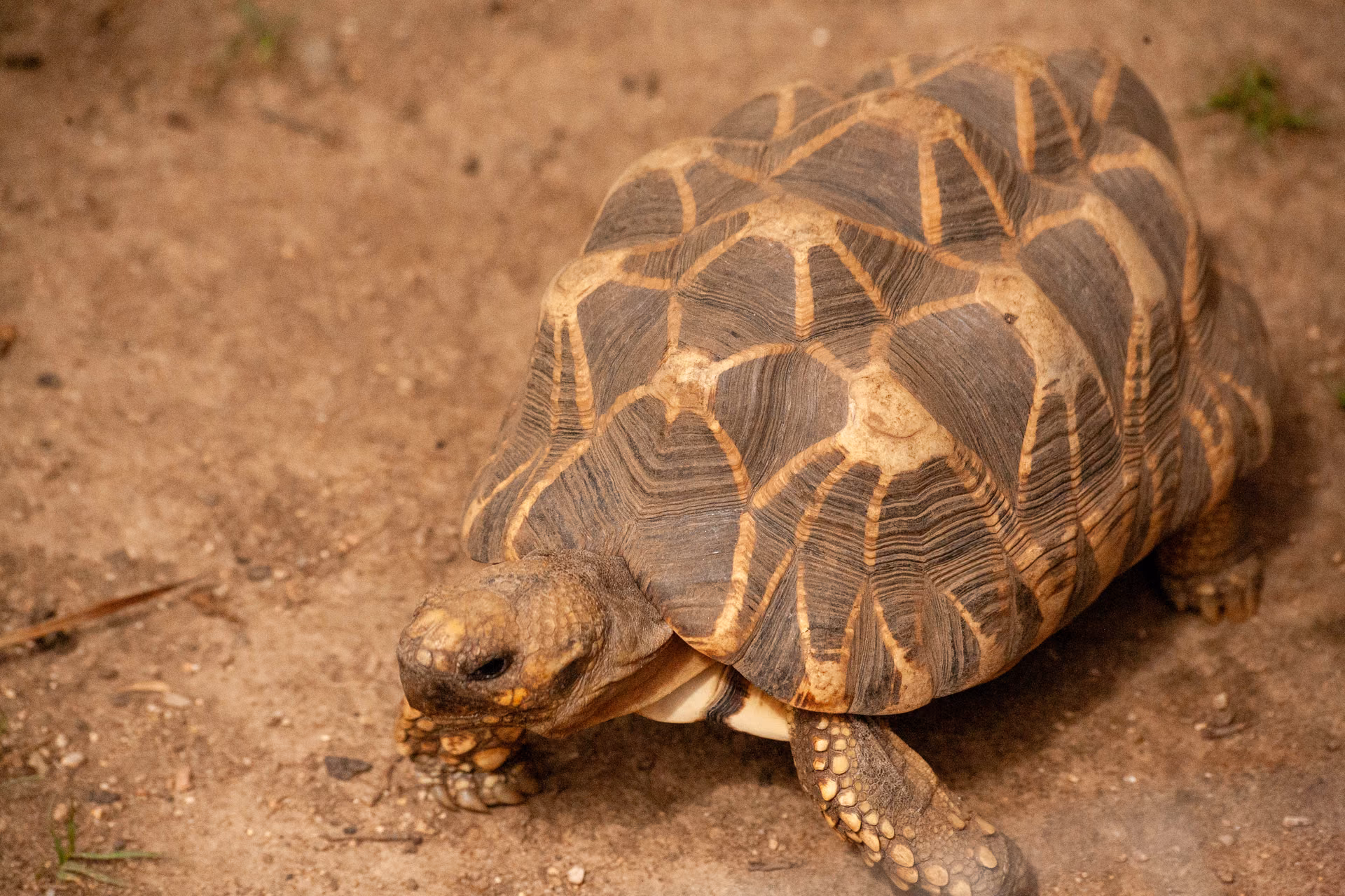 Tortue radiée de Madagascar