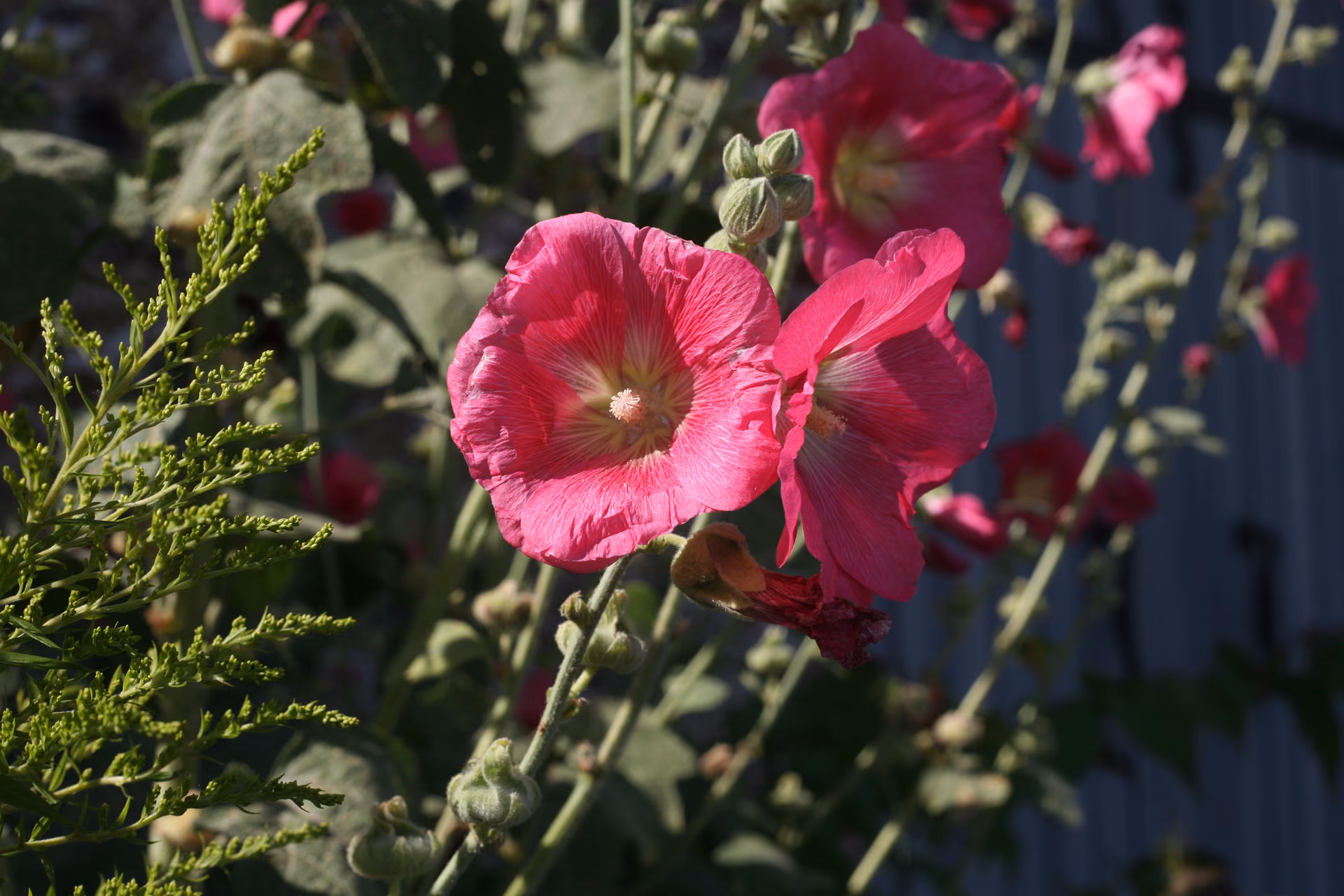 Nature — 1 août 2021