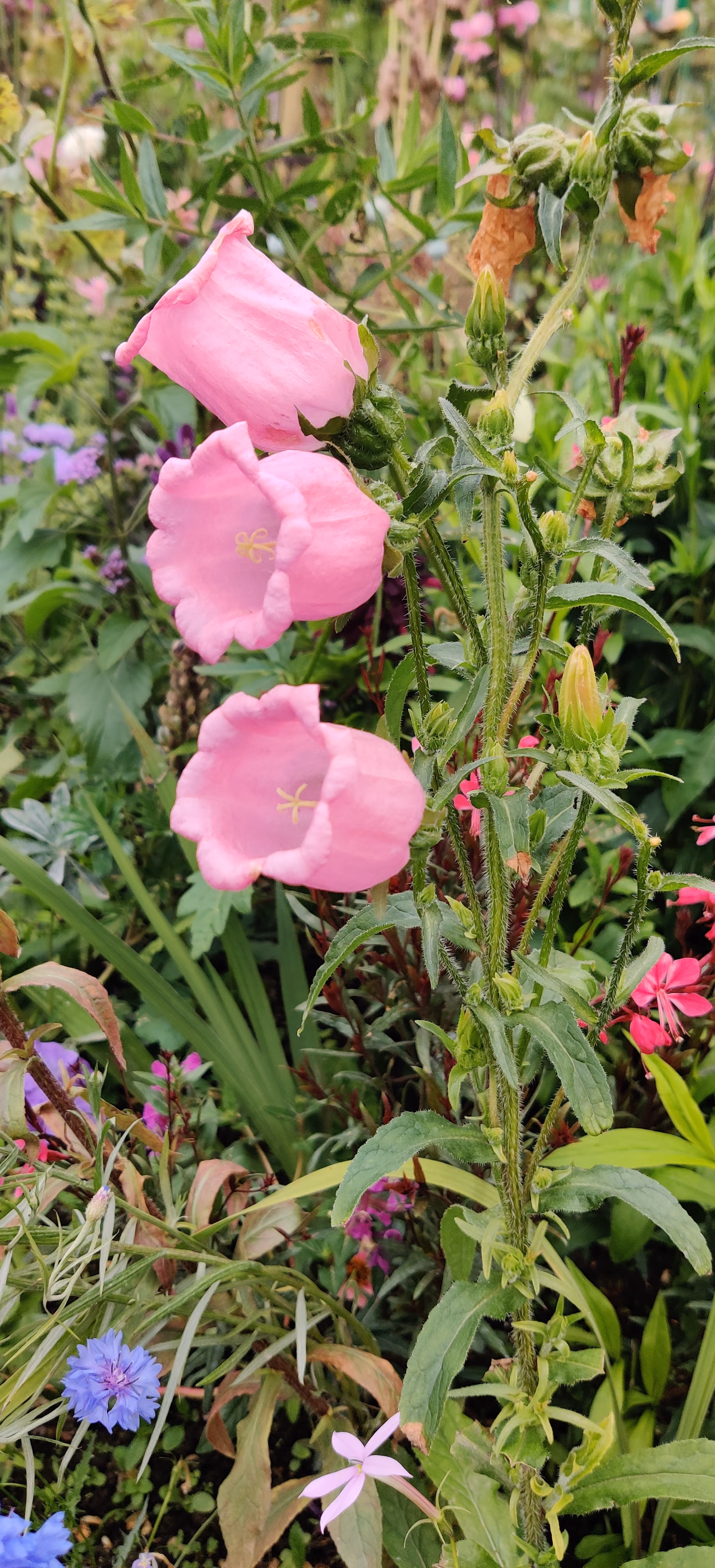 Nature — 7 juillet 2024