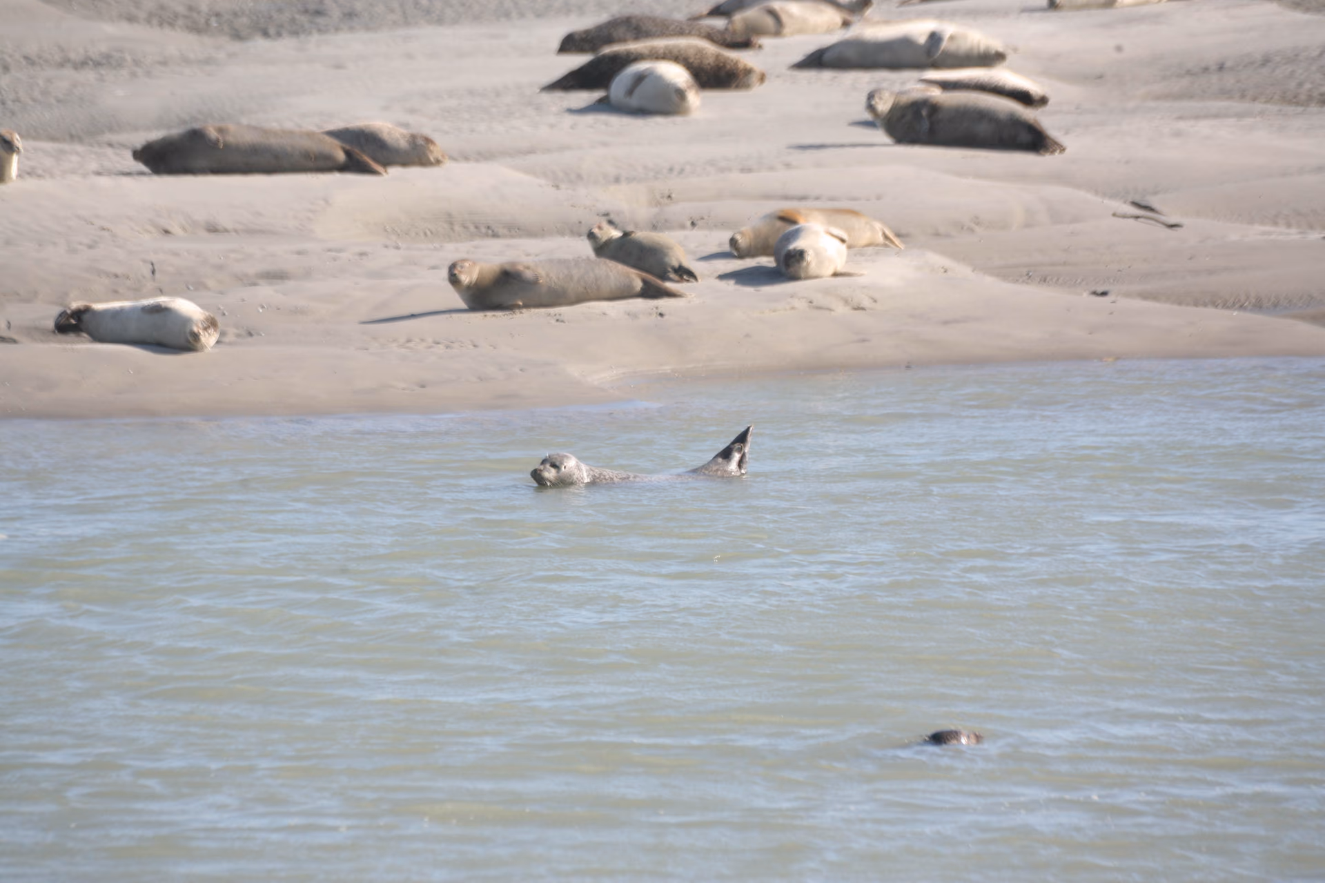Entre sable et courant
