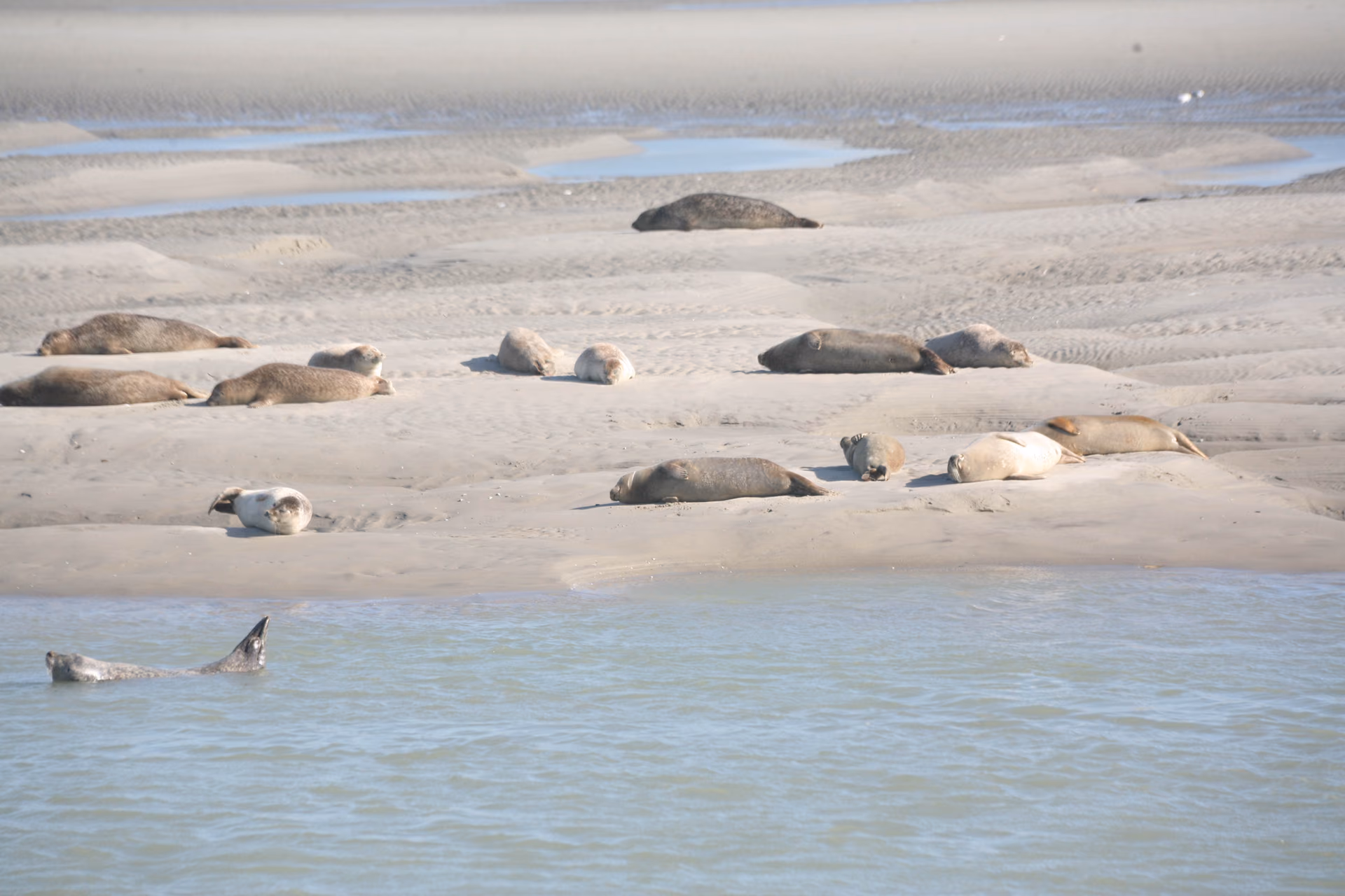 Le banc de sable