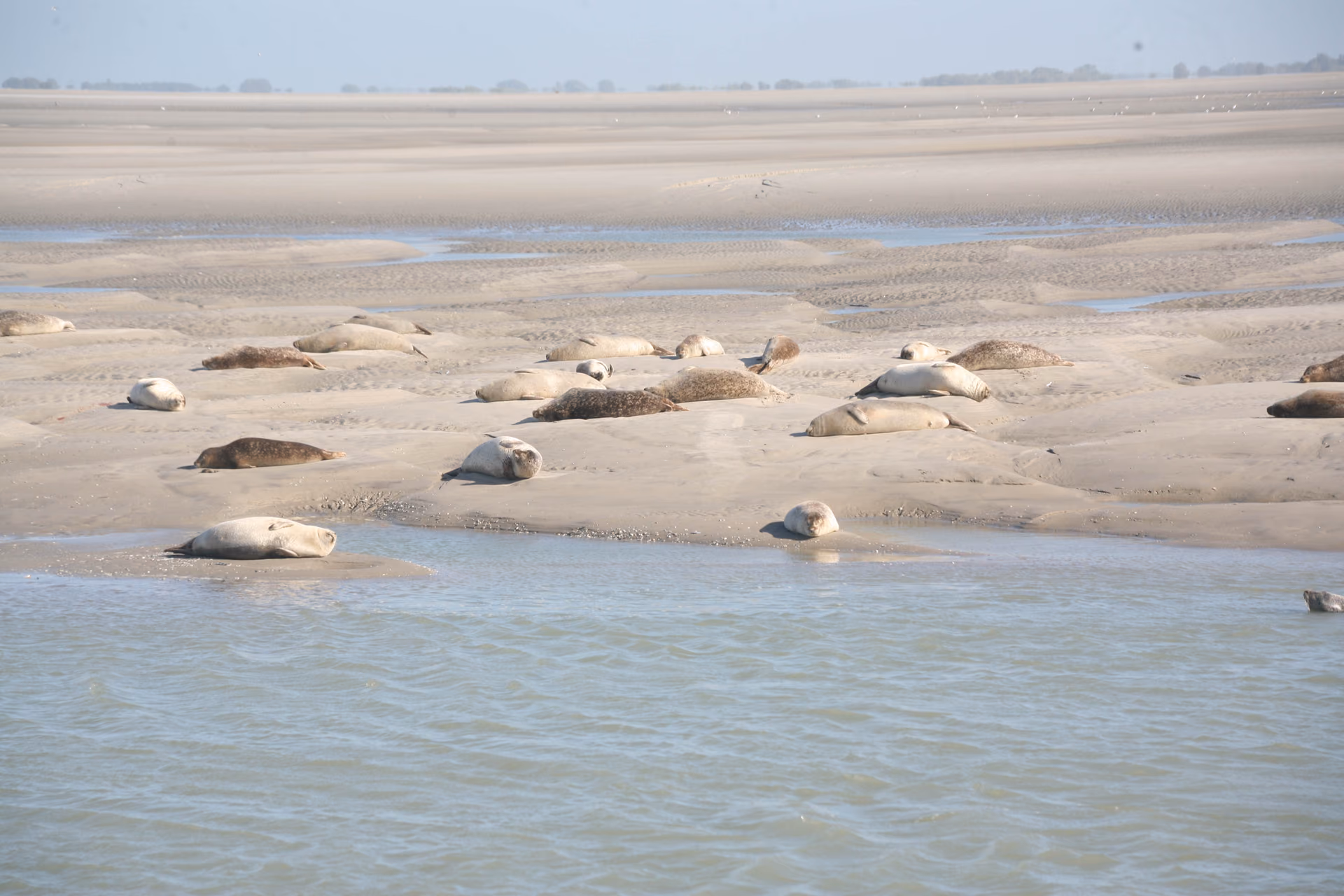 La colonie de la baie d'Authie