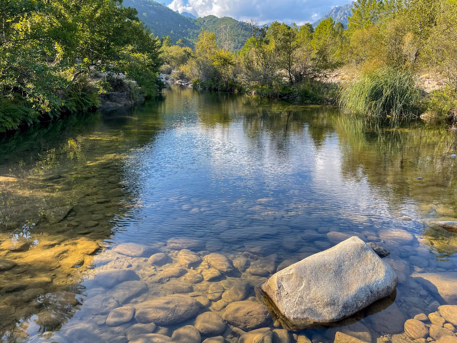 Rivière en forêt