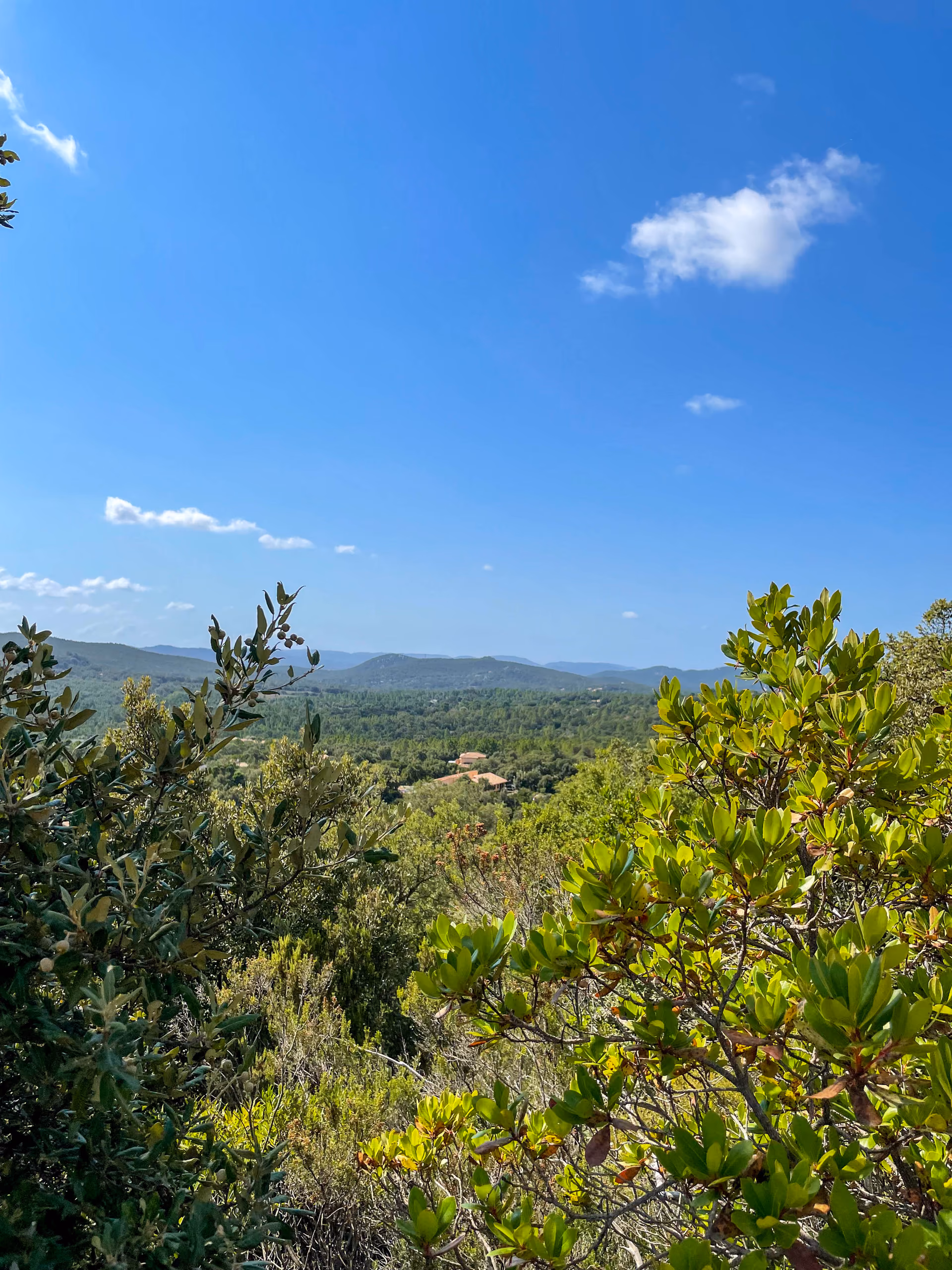 Maquis de Corse-du-Sud