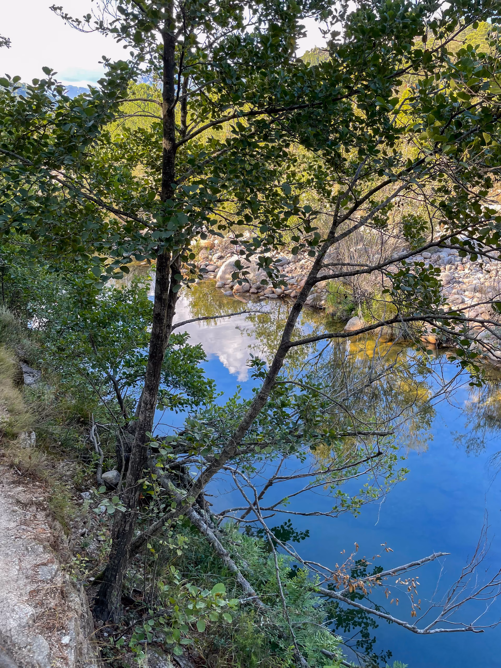 Rivière sous les arbres