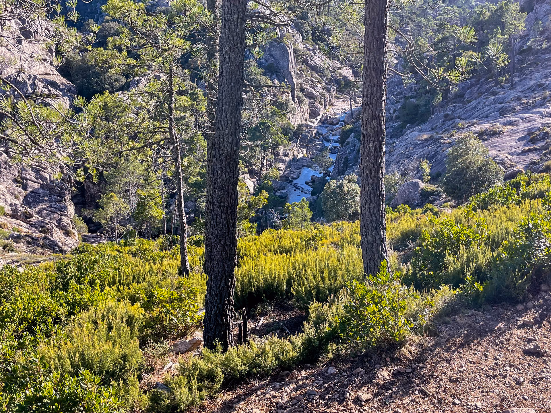 Forêt et rivière de montagne