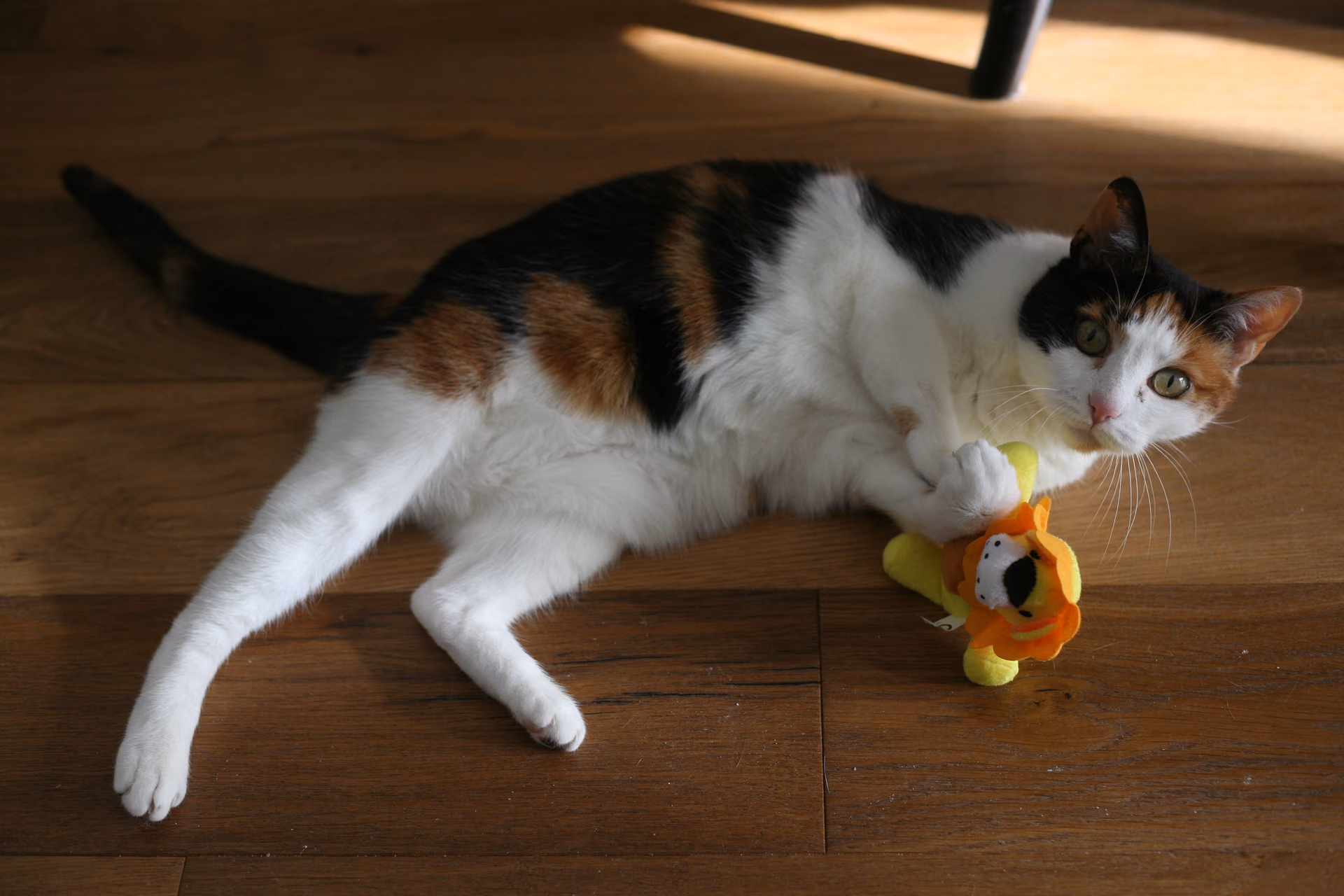 Brooklyn et son jouet