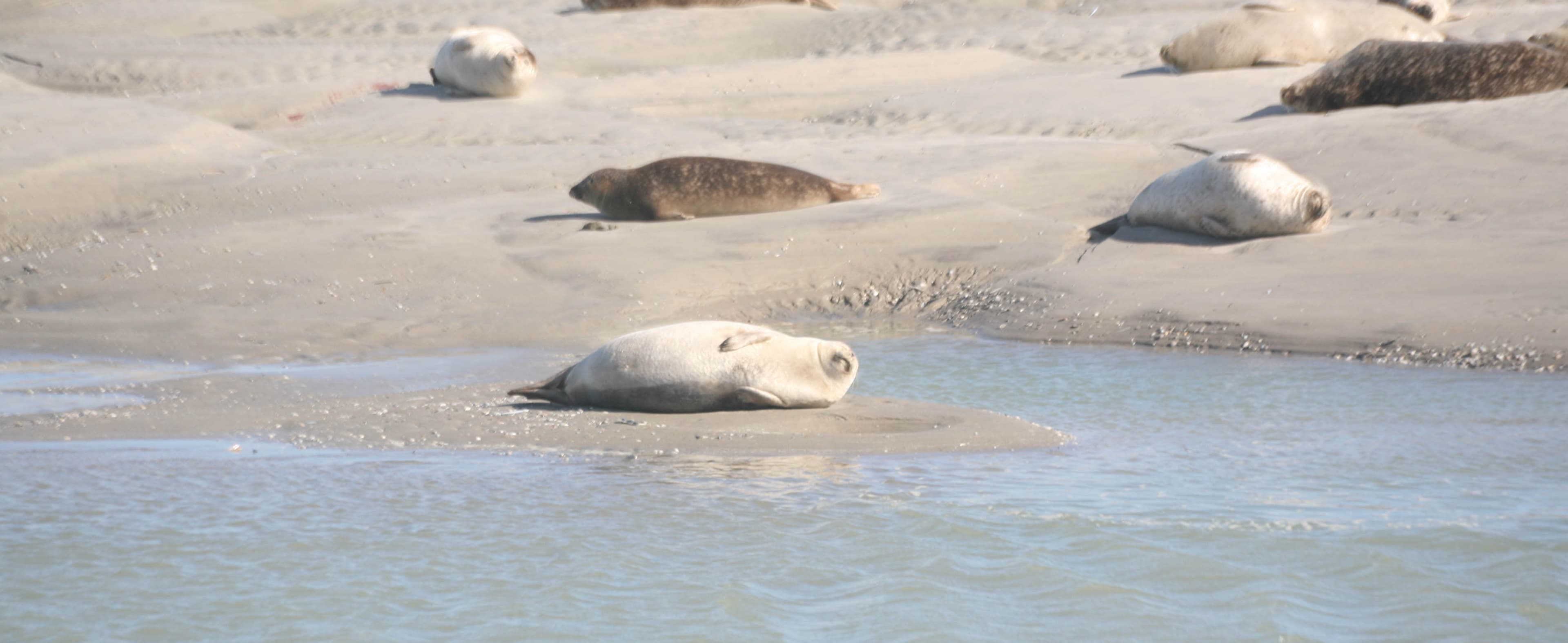 Phoques en Baie d'Authie